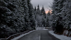 白雪覆蓋的森林道路蜿蜒穿過高大的松樹，在暮色中。 — iMac 壁紙