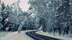 冬季霜覆樹木間蜿蜒的雪覆森林道路。 — 精細 壁紙