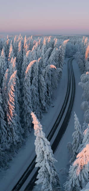 暮光中的雪林與蜿蜒道路 — iPhone 11 壁紙