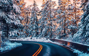 日落時分，積雪的道路蜿蜒穿過松樹林。 — 冬季風景 壁紙