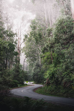蜿蜒的道路穿過霧氣瀰漫的綠色森林，兩旁有高大的樹木。 — 澳洲 壁紙