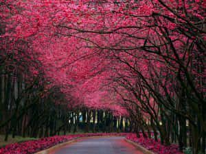 一條兩旁開滿粉紅色櫻花樹的道路，形成一條花卉隧道。 — 向日葵花田 壁紙