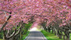 一條兩旁種滿盛開櫻花樹的道路。 — 櫻花 壁紙