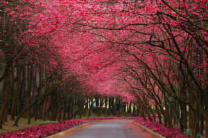 一條兩旁開滿粉紅色櫻花樹的道路，形成一條天然隧道。 — 春天花朵 壁紙