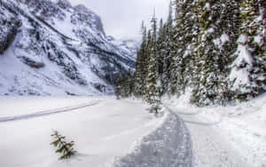 穿過常綠森林的雪徑，背景有山脈 — 冬季風景 壁紙