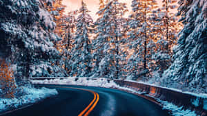 日落時分，積雪的森林道路蜿蜒穿過高大的松樹。 — 筆電 壁紙