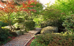 鵝卵石小徑蜿蜒穿過秋日花園，有紅楓樹和長滿苔蘚的岩石。 — 植物美學 壁紙