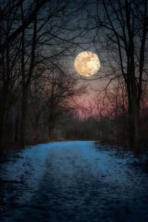 暮色滿月下的雪地森林小徑。 — 月夜星空 壁紙
