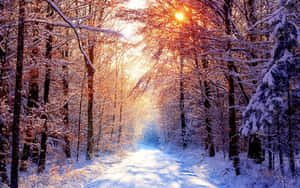 積雪覆蓋的森林小徑，透過光禿樹木在夕陽光下閃耀。 — 冬季風景 壁紙