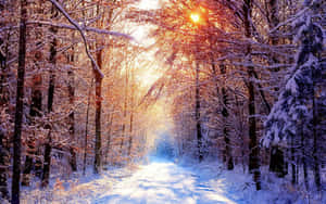 陽光穿過積雪的樹木，灑在冬季森林小徑上。 — 冬季風景 壁紙