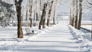 積雪的公園小徑，有長椅和結霜的樹木，通往一個涼亭。 — 冬季風景 壁紙