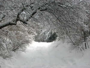 被白雪覆蓋的樹枝框住的雪地森林小徑。 — 冬季風景 壁紙