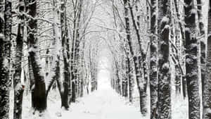明亮的天空下，禿樹林立的雪地森林小徑。 — 冬季 壁紙