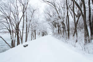 冬季結冰的河流旁，光禿禿的樹木排列在積雪的小路上。 — 冬季風景 壁紙