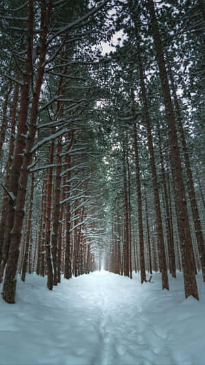 積雪的松樹林小徑通向遠方。 — 冬季風景 壁紙