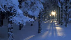 夜晚被發光路燈照亮的雪地森林小徑。 — 雪山 壁紙