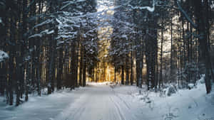 雪覆蓋的森林小徑，夕陽陽光透過樹木灑落。 — 道路 壁紙