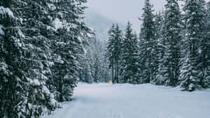 雪地森林小徑，有松樹和遠處的黃色車輛。 — 冬季風景 壁紙