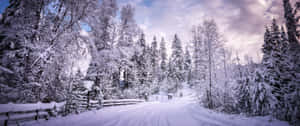 被雪覆蓋的森林小徑蜿蜒穿過常綠樹，在暮色中。 — 冬季風景 壁紙