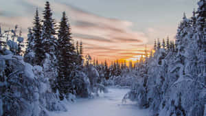夕陽下的雪森林小徑，常青樹被雪覆蓋 — 酷寒冬季 壁紙