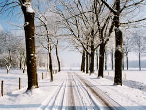 晴朗藍天下，冬季森林中禿樹夾道的雪路。 — 4:3 壁紙