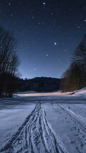 星空下，光禿禿的樹木之間的雪路和輪胎痕跡 — 寒冷 壁紙