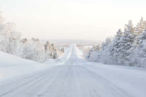 冬季森林中的雪路，樹木覆蓋著霜 — 白雪公主 壁紙