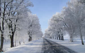 在清澈的藍天下，一條被雪覆蓋的道路兩旁是結霜的樹木。 — 冬季桌面 壁紙