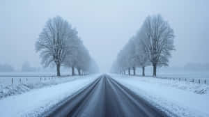 被雪覆蓋的道路，兩旁是結霜的樹木，霧濛濛的冬季場景 — 寒冷 壁紙