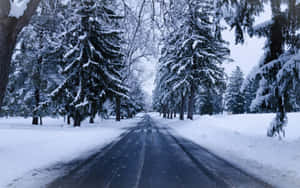 在寧靜的冬日森林中，兩旁是常綠樹的雪路。 — 道路 壁紙