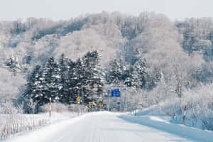 在蒼白的冬日天空下，一條雪路兩旁是結霜的樹木和山丘。 — 雪景 GIF 壁紙