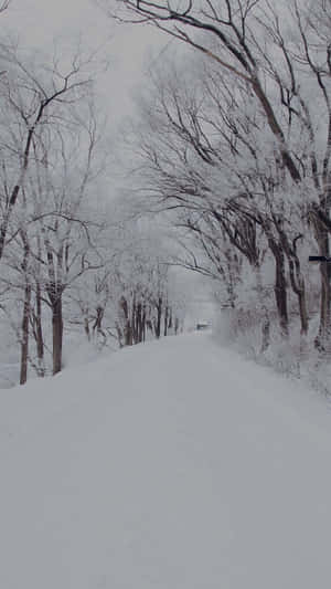 灰色冬日天空下，光禿樹木排列的雪路 — 冬季風景 壁紙