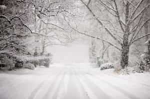 白雪覆蓋了一條寧靜的道路，兩旁是冬季森林中光禿的樹木。 — 酷寒冬季 壁紙