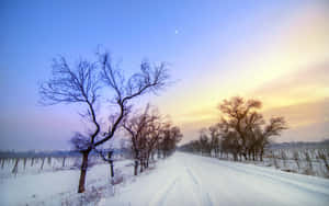 夕陽下葡萄園中光禿禿的樹木排列的雪路。 — 冬季風景 壁紙