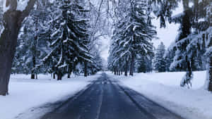 在寧靜的冬季森林中，被雪覆蓋的常綠樹排列在雪路兩旁。 — 2560x1440 壁紙