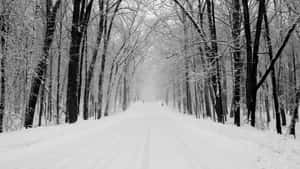 冬季森林中兩旁光禿樹木的雪路。 — 冬季風景 壁紙