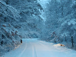 冬日陽光下結霜樹木的雪地森林道路 — 冬季風景 壁紙
