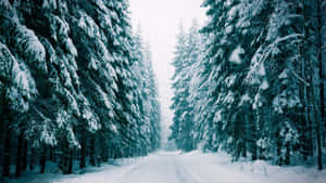 蒼白天空下，常綠樹林立的雪地森林小徑。 — 冬季風景 壁紙