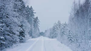 雪路兩旁是結霜的樹木，在寧靜的冬季森林中。 — 冬季風景 壁紙