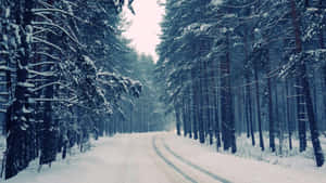 兩旁有松樹的雪地森林道路 — 冬季風景 壁紙