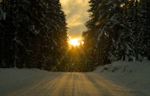 沐浴在金色夕陽光下的雪地森林道路。 — 瑞典 壁紙