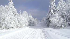 雪路兩旁是白雪覆蓋的常綠樹，在晴朗的藍天下。 — 冬季風景 壁紙