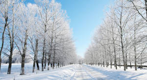 在清澈藍天下，積雪道路兩旁排列著結霜的樹木。 — 冬季 壁紙