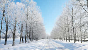 在清澈藍天下，積雪道路兩旁排列著結霜的樹木。 — 冬季風景 壁紙