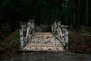 一座由白樺樹皮製成的木橋，位於黑暗的森林中，滿地落葉。 — Windows 11 4K 壁紙