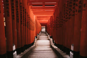 一條石梯兩旁排列著紅色鳥居，上面有黑色日文銘文。 — 日本 壁紙
