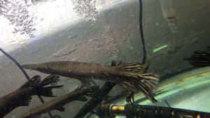 雀鱔魚在水族箱中與樹枝和設備一起游泳 — 1600x900 壁紙