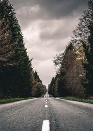 陰天下一條穿過森林的直路。 — 道路 壁紙