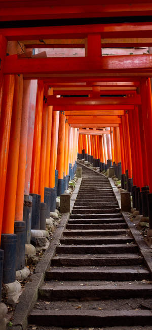 石階兩旁排列著紅色鳥居，在日本神社中向上延伸。