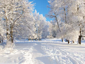 白雪覆蓋的森林小徑，結霜的樹木，清澈的藍天 — 冬季風景 壁紙